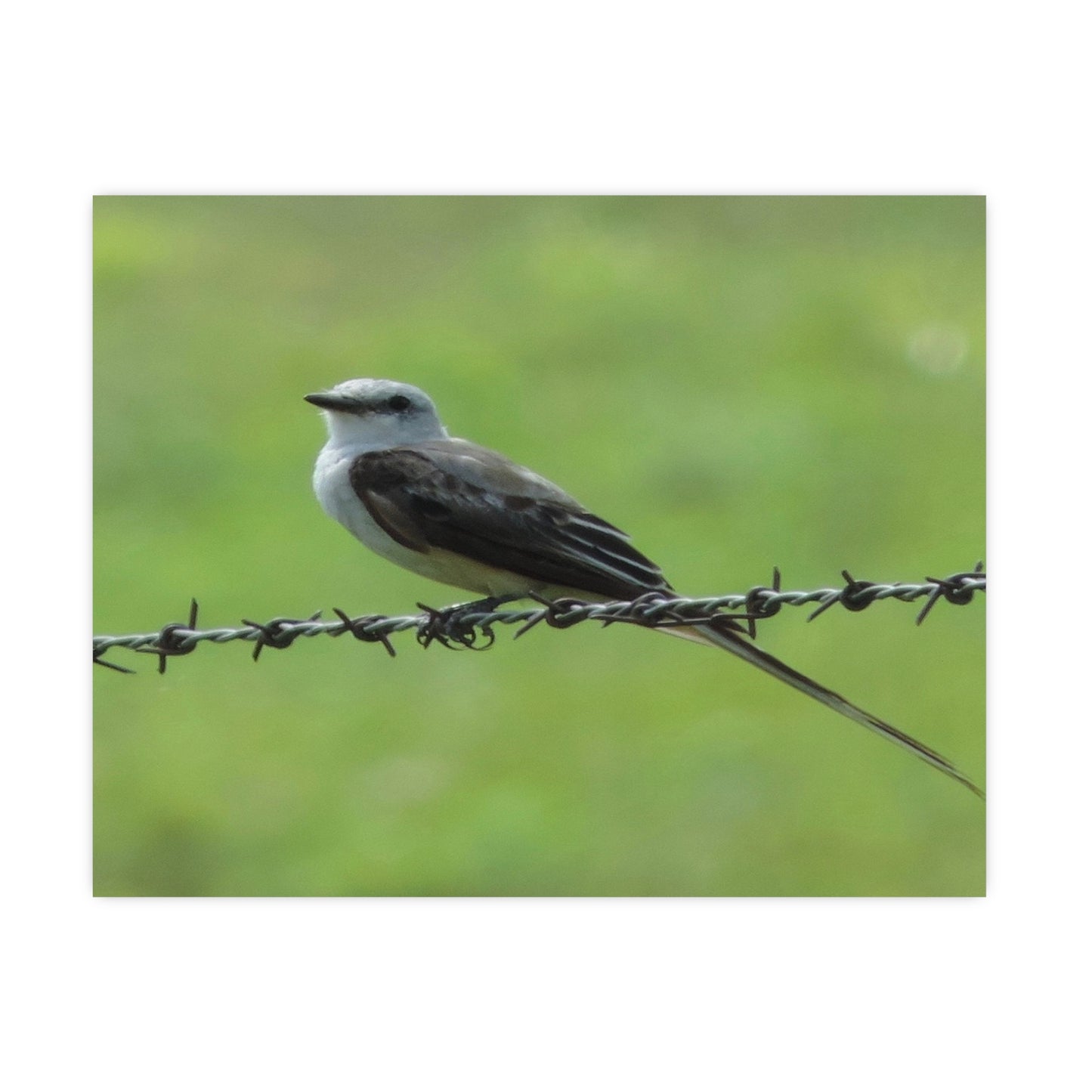 Bird On Barbwire Poster