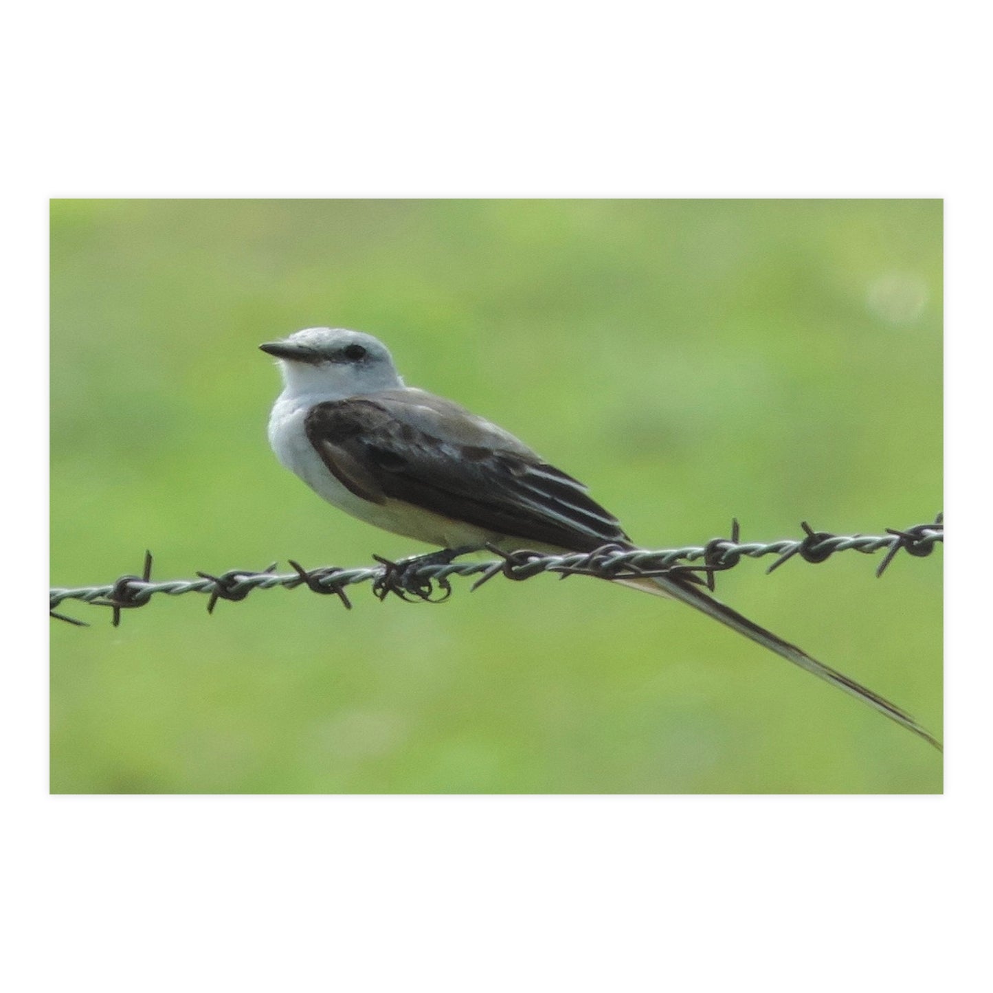Bird On Barbwire Poster