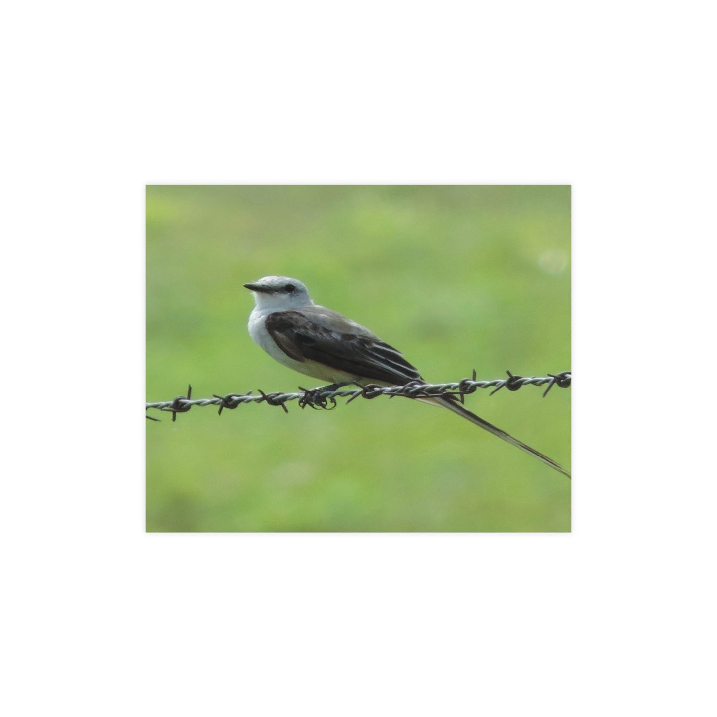 Bird On Barbwire Poster