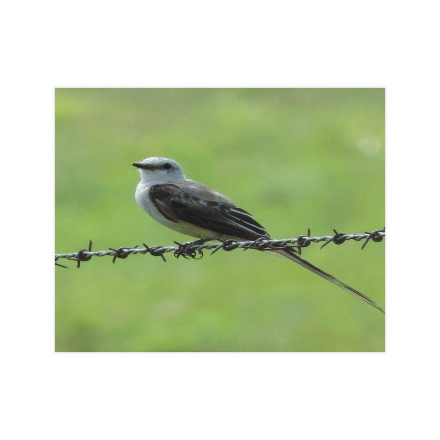 Bird On Barbwire Poster