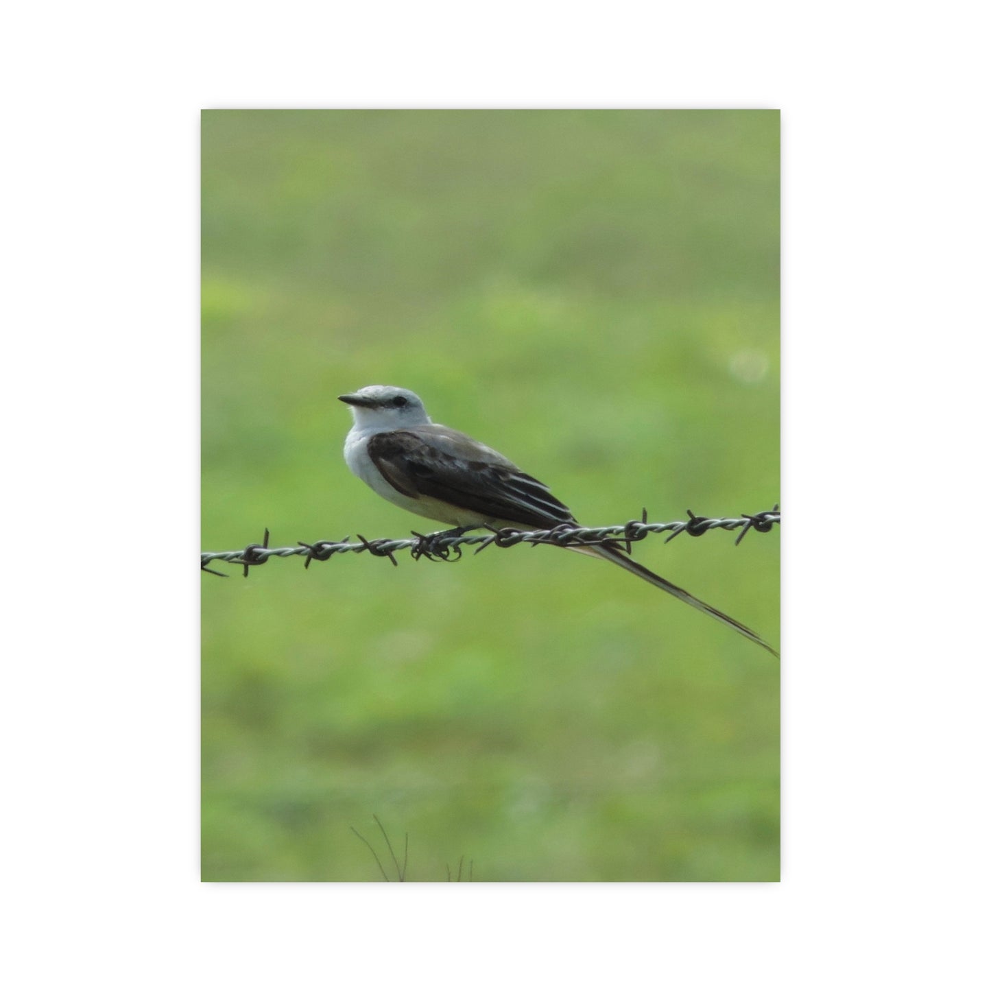 Bird On Barbwire Poster