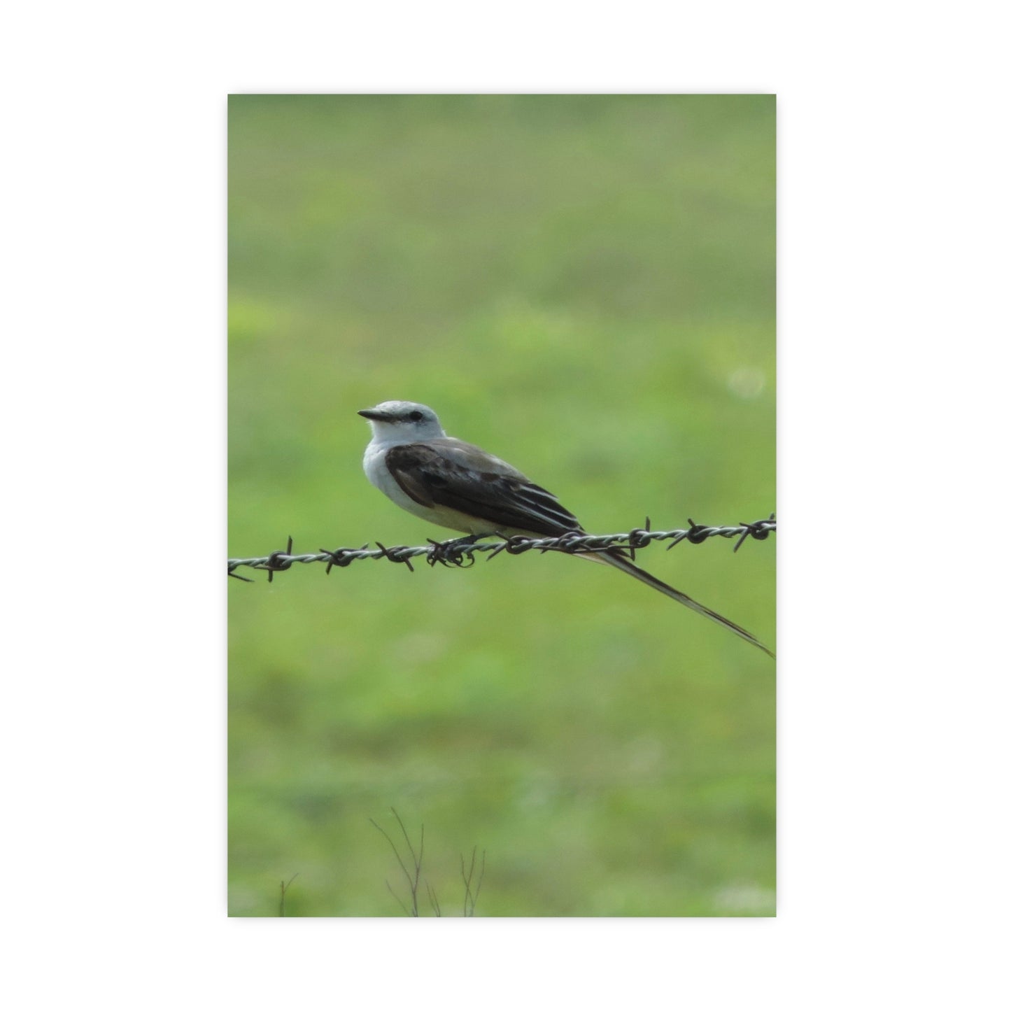 Bird On Barbwire Poster