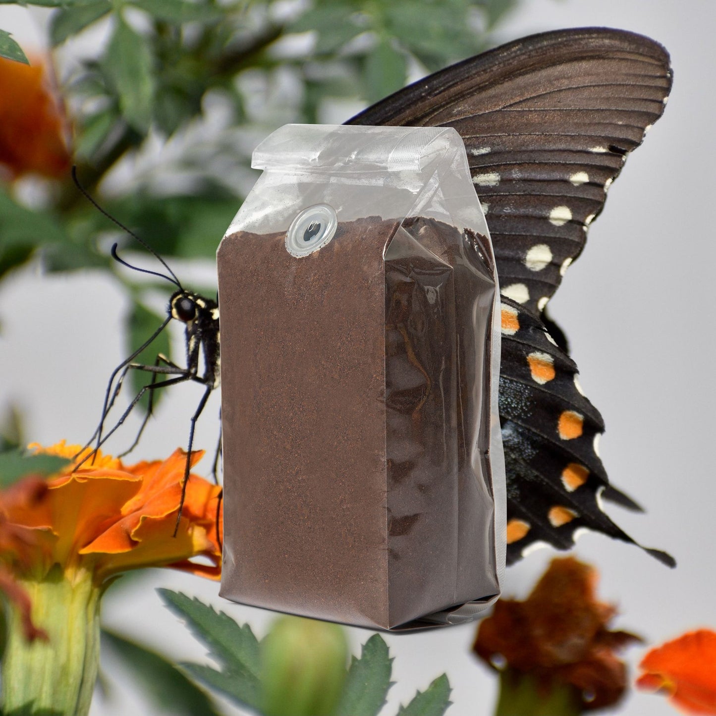 The Rehder Light Roast