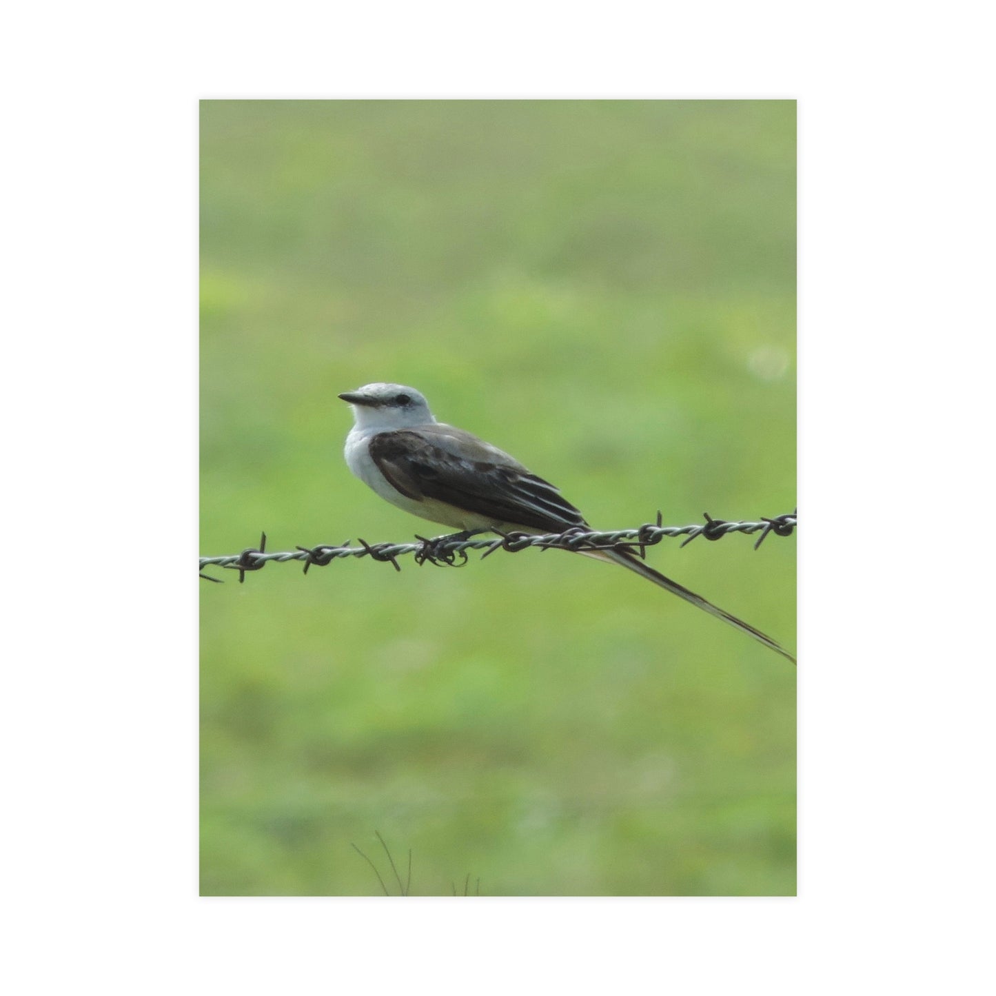 Bird On Barbwire Poster