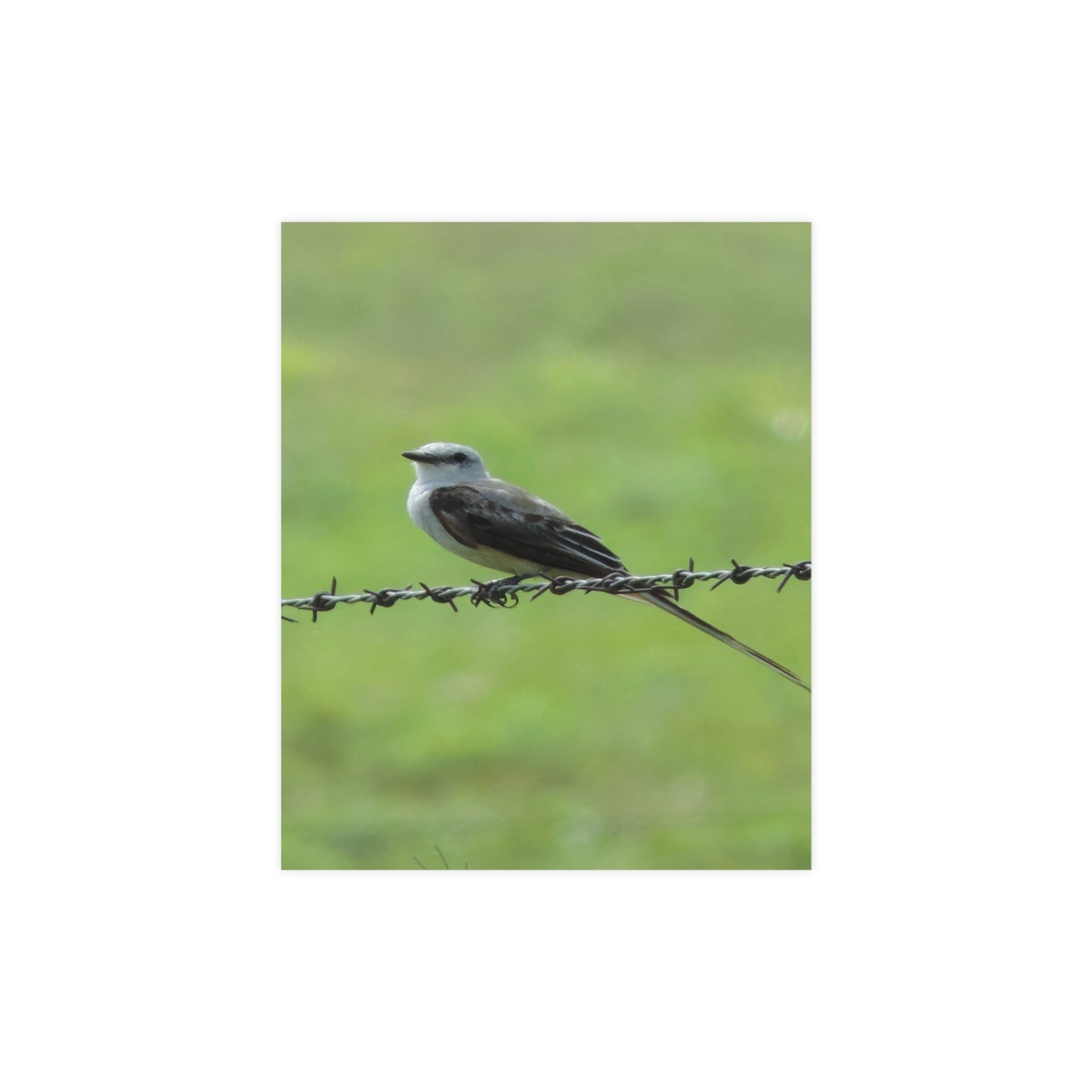 Bird On Barbwire Poster