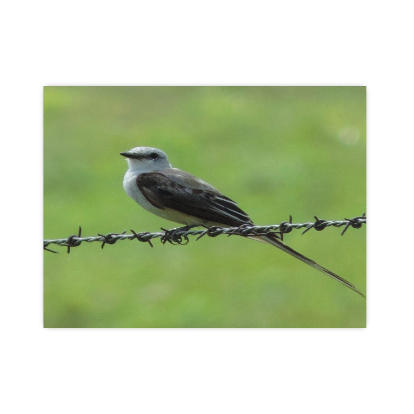 Bird On Barbwire Poster