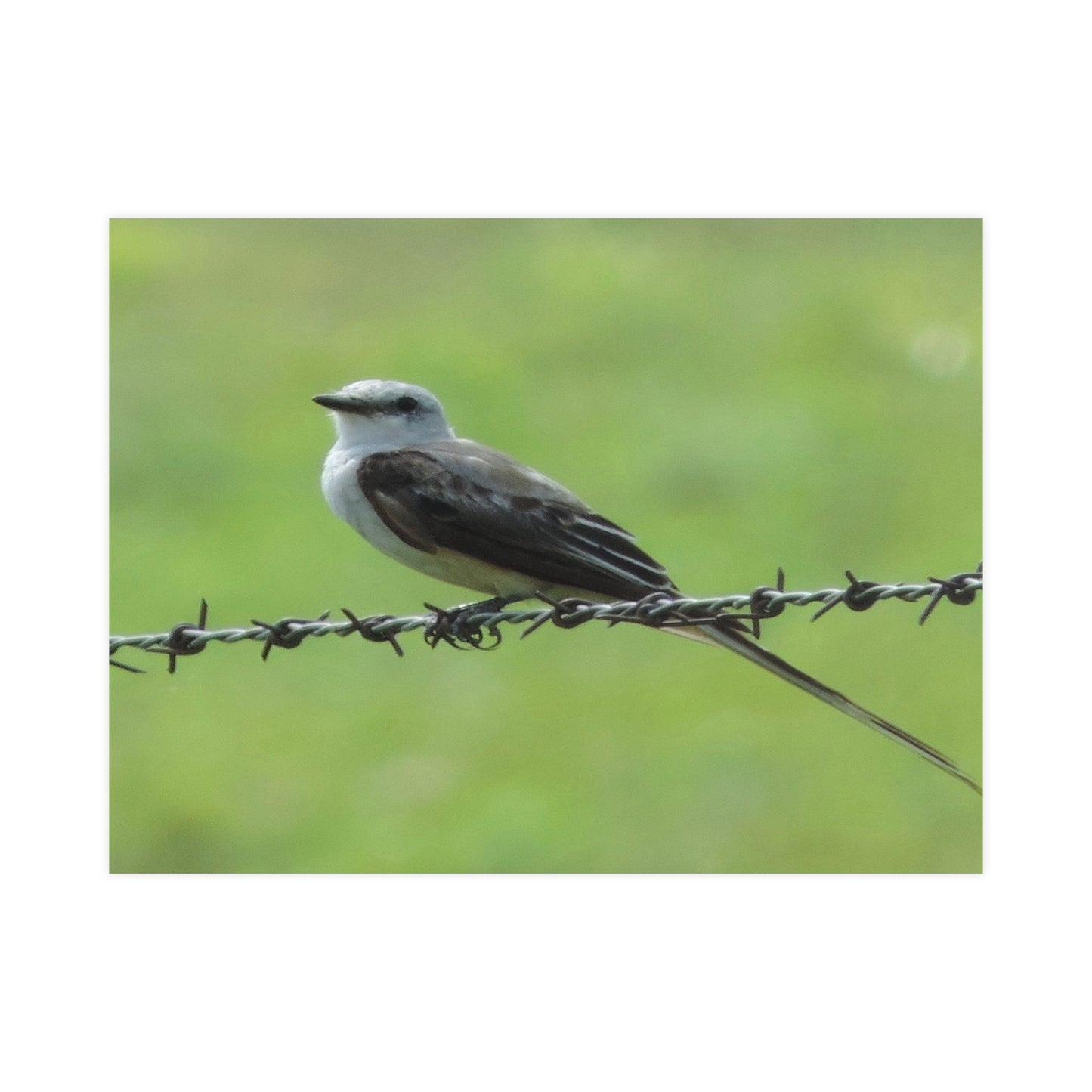 Bird On Barbwire Poster