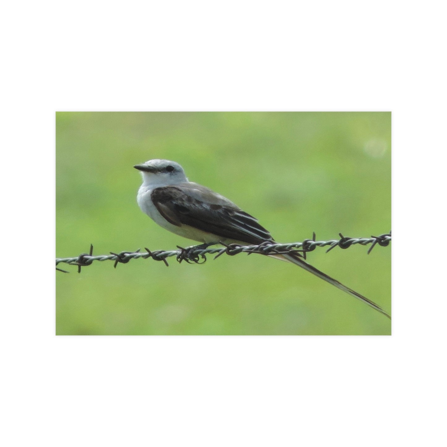 Bird On Barbwire Poster