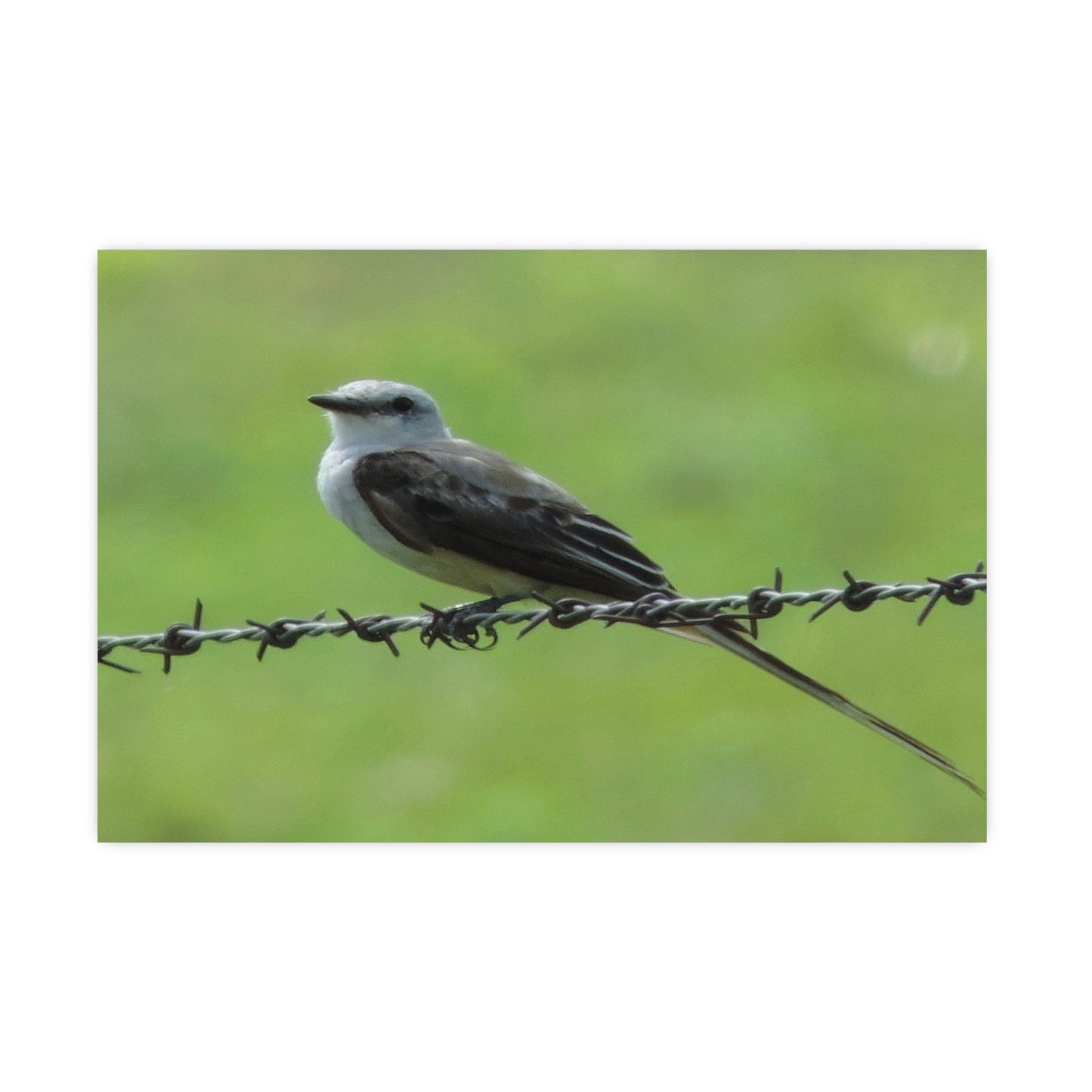 Bird On Barbwire Poster