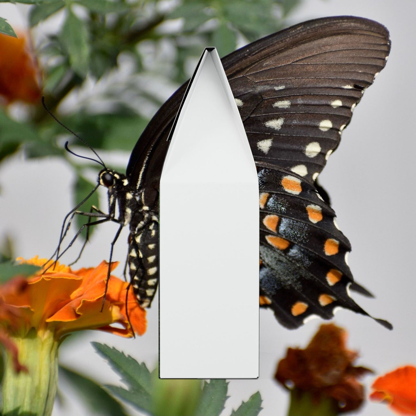 The Rehder Light Roast