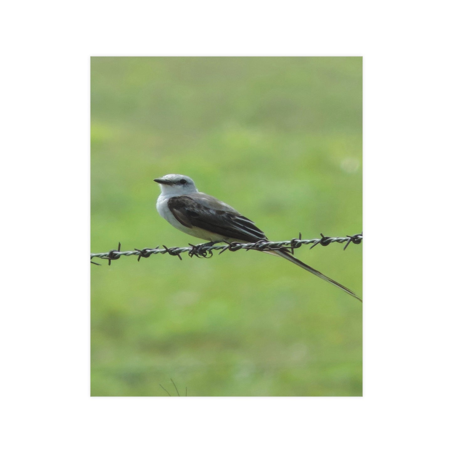 Bird On Barbwire Poster