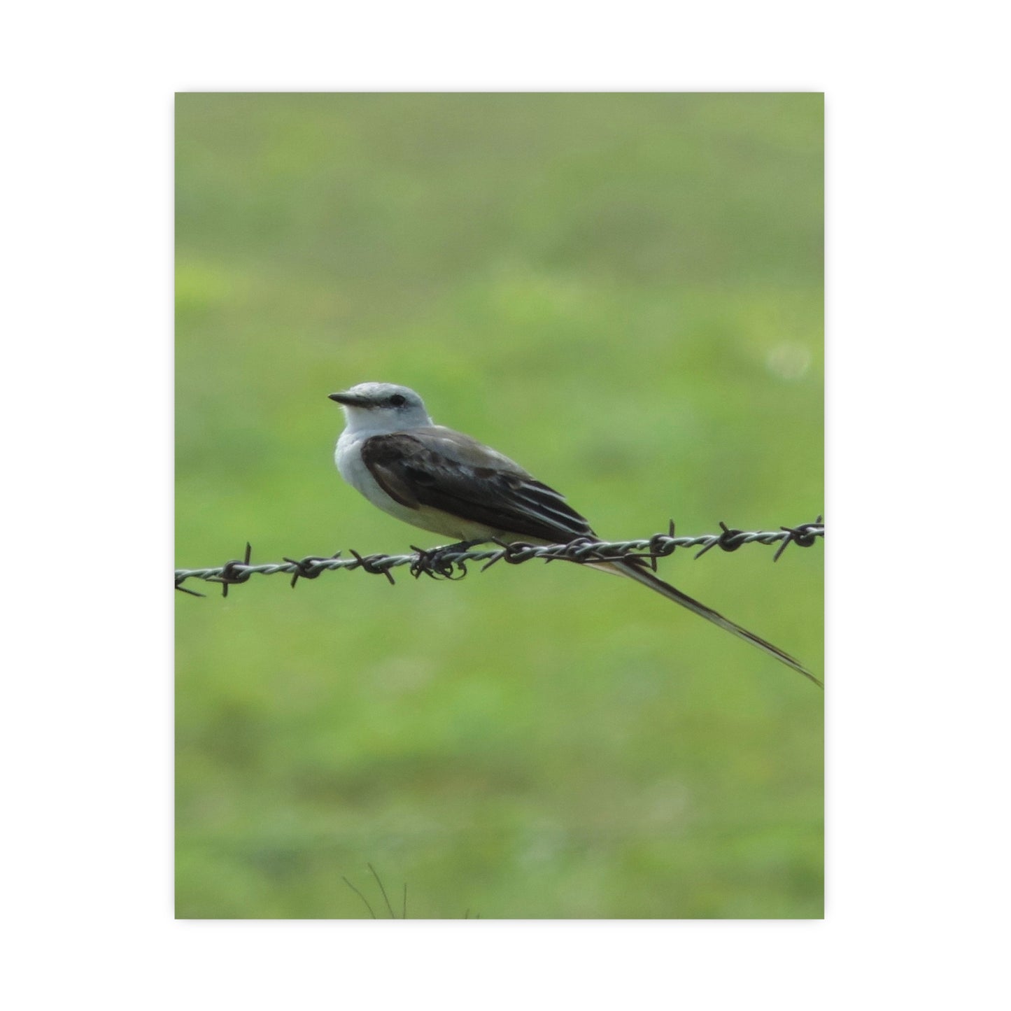 Bird On Barbwire Poster