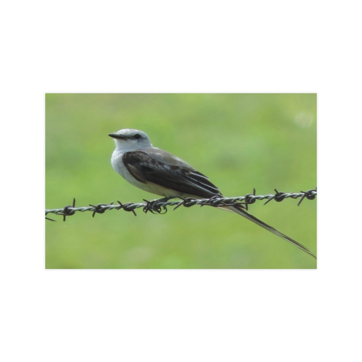 Bird On Barbwire Poster