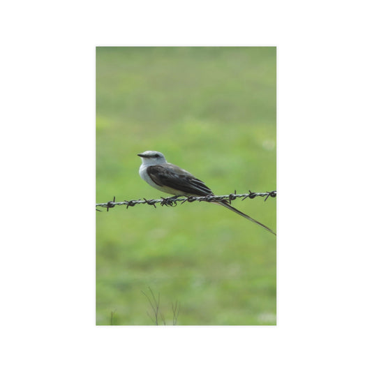 Bird On Barbwire Poster