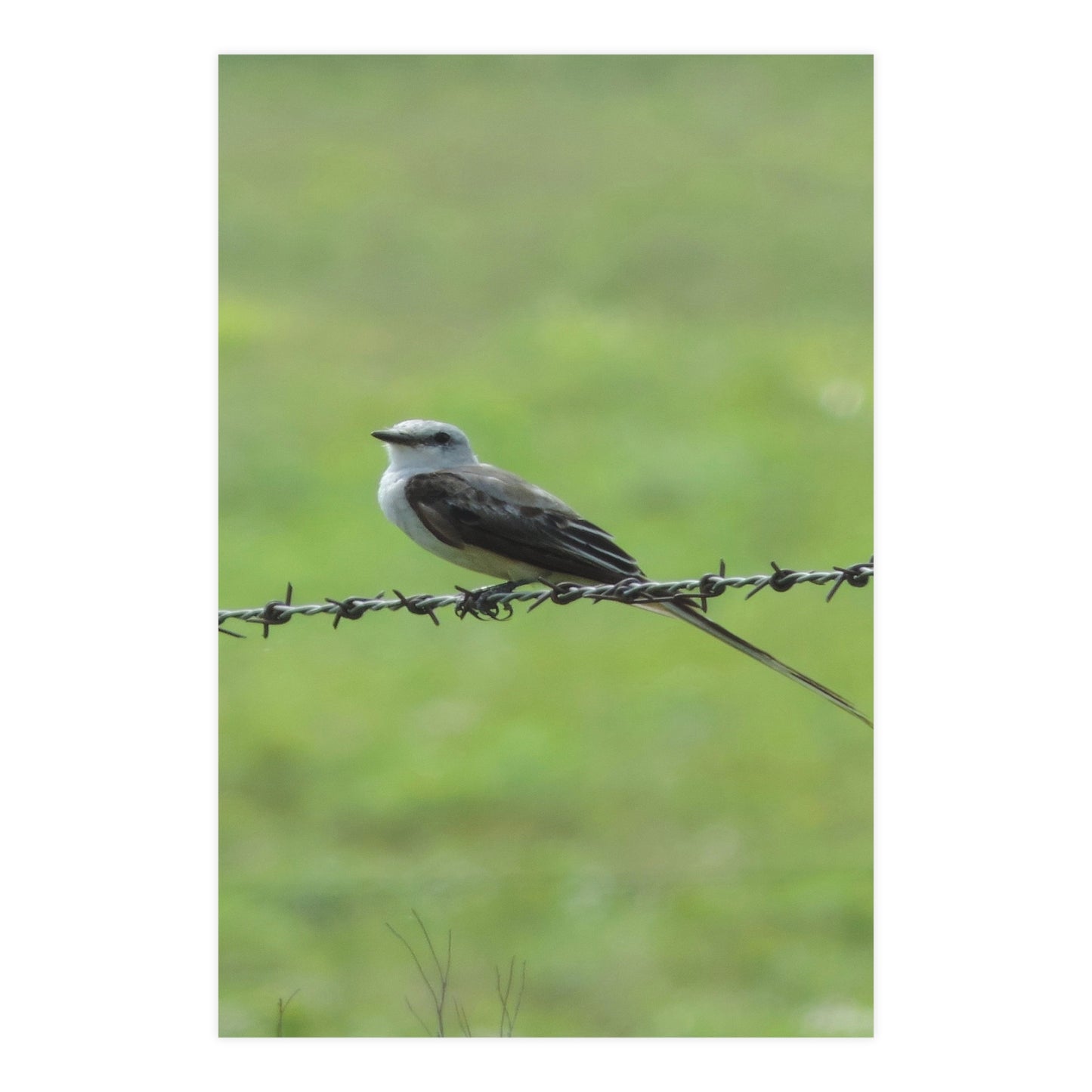 Bird On Barbwire Poster