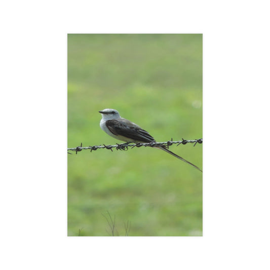 Bird On Barbwire Poster